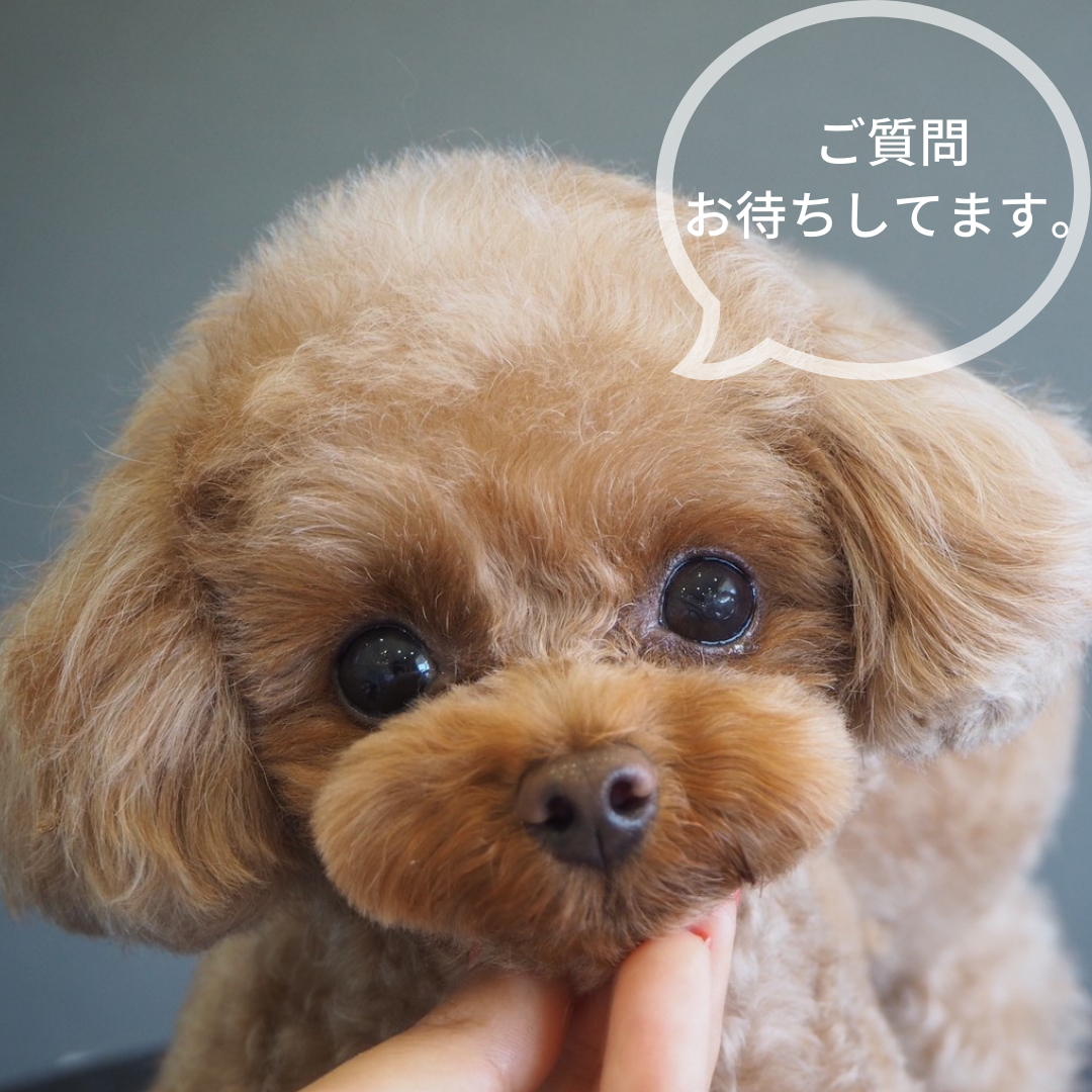 ご質問お待ちしております